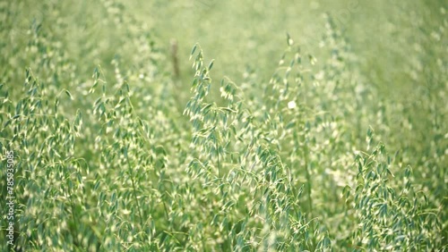 Oats agricultural field view. Rural area. Illustrating oat cultivation view. Oats agricultural field are one of the world's healthiest and most nutritious foods