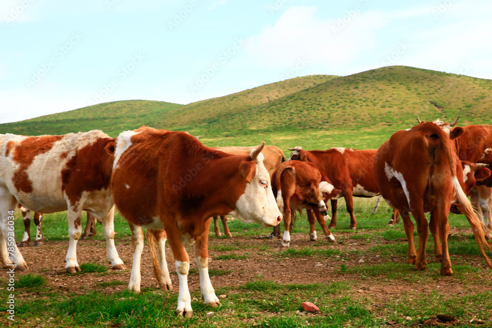 The cattle are eating grass on the grassland The cattle are eating grass on the grassland