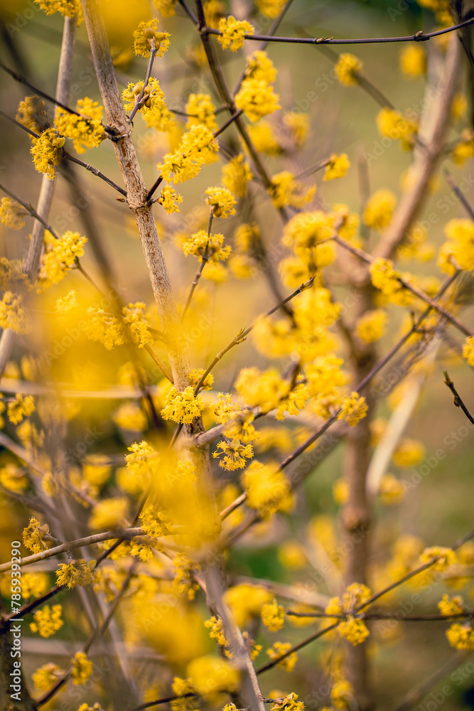 Cornus mas yellow flowers in the garden Cornus mas yellow flowers in the garden