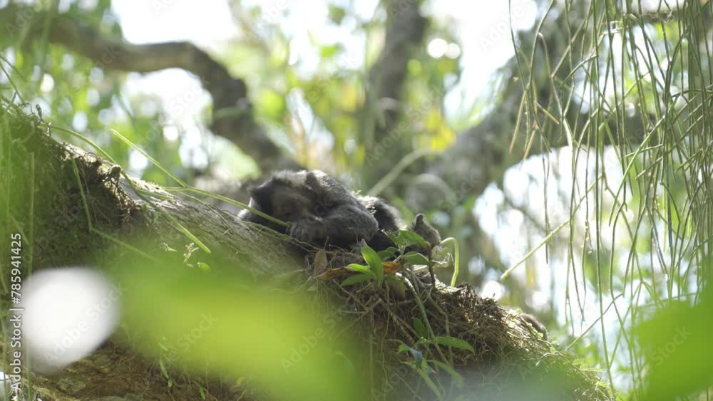 Lazy Monkey Napping on Tree Branch in Tranquil Forest Lazy Monkey Napping on Tree Branch in Tranquil Forest