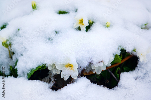 white flowers under spring snow © Maksim Shebeko