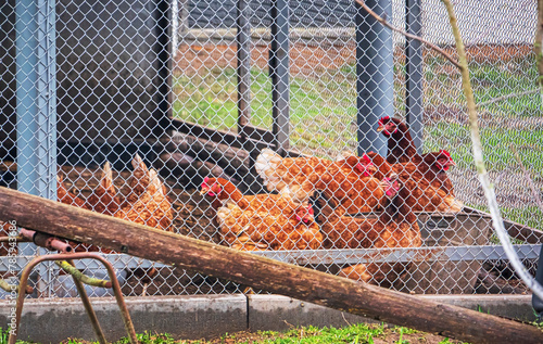 chickens or hens inside a chicken coop or hen house seen through chicken wire.
