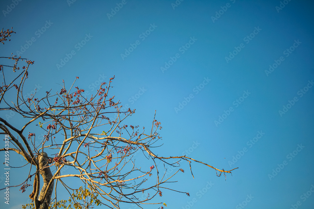 Obraz premium Dry tree with cloudy sky. Nature background.
