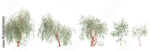 3d illustration of set Eucalyptus caesia tree isolated on transparent background photo
