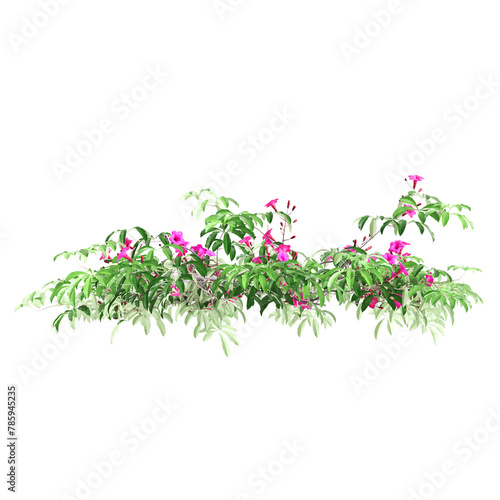 3d illustration of Ipomoea horsfalliae bush isolated on transparent background