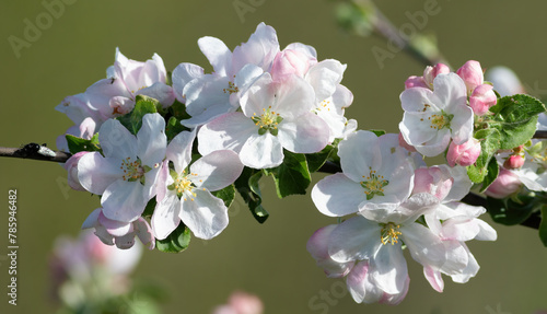 A branch of a blossoming apple tree with flowers