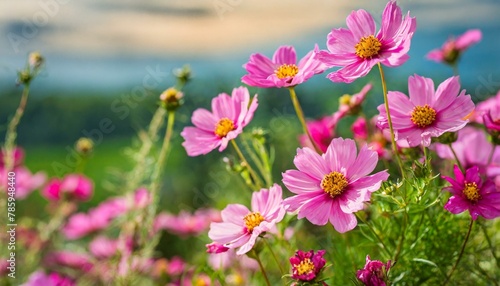 pink flowers in the field,flower, pink, nature, garden, flowers, plant, summer, spring, blossom, flora, field, beauty, bloom, purple, 