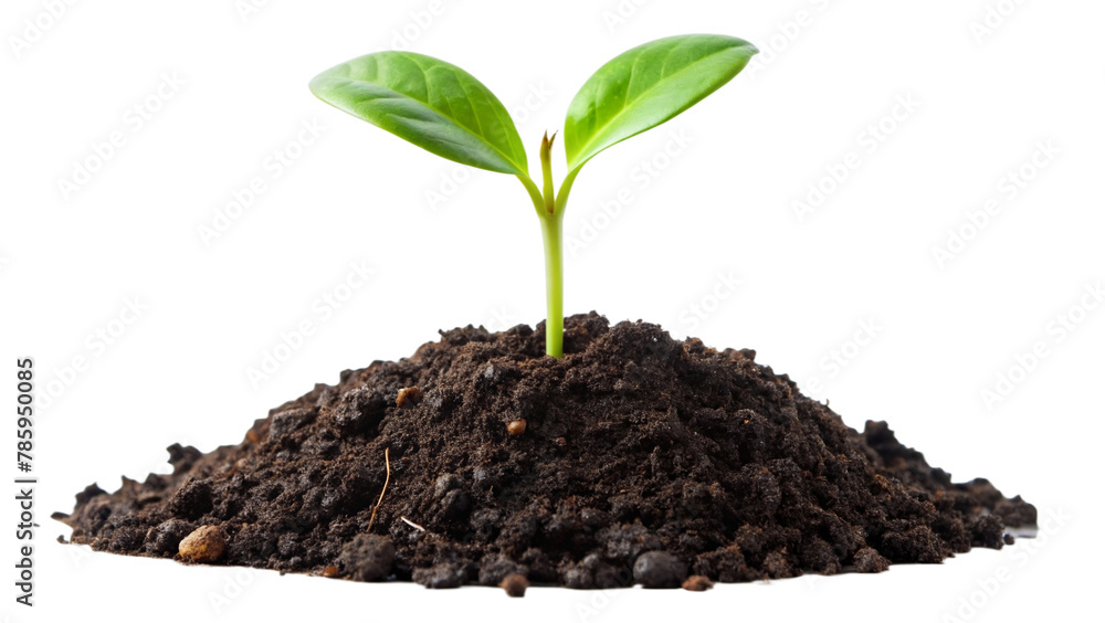 Young green plant growing out of black soil, cut out Young green plant growing out of black soil, cut out