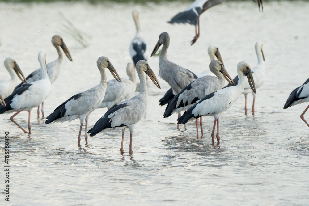 Obraz premium Birds perch and wait for food during the day