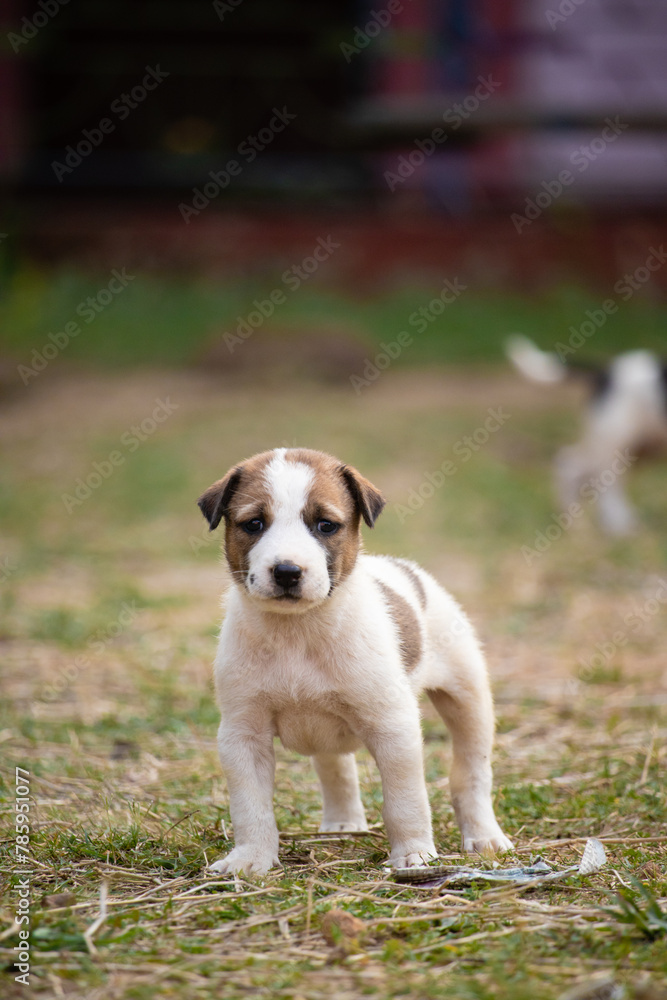 Roadside street puppy