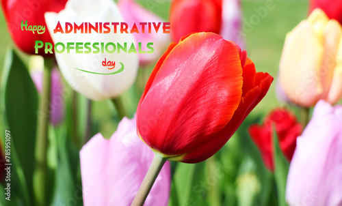 Greeting card with colored tulips
for a happy administrative professionals day.