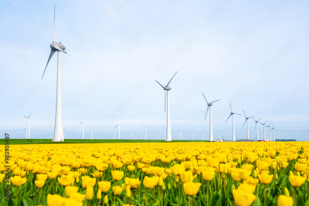 windmill park with tulip flowers in Spring, windmill turbines Netherlands Europe windmill park with tulip flowers in Spring, windmill turbines Netherlands Europe