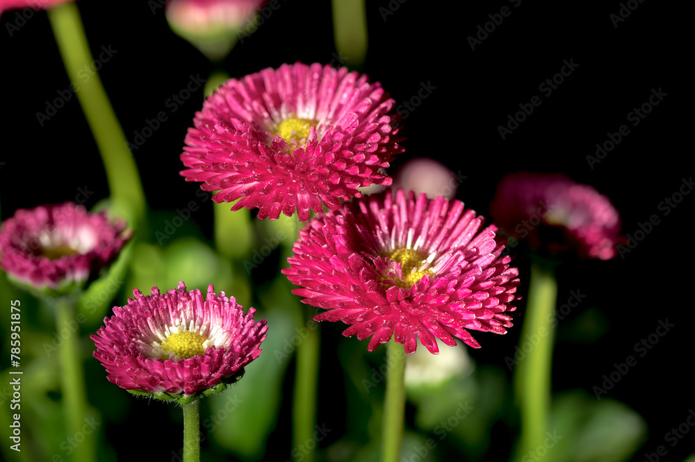 Fototapeta premium Daisy red Bellis flowers on a black background