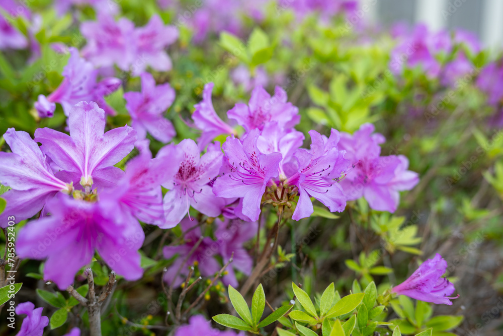 4월 봄의 철쭉꽃이 만개한 클로즈업 사진