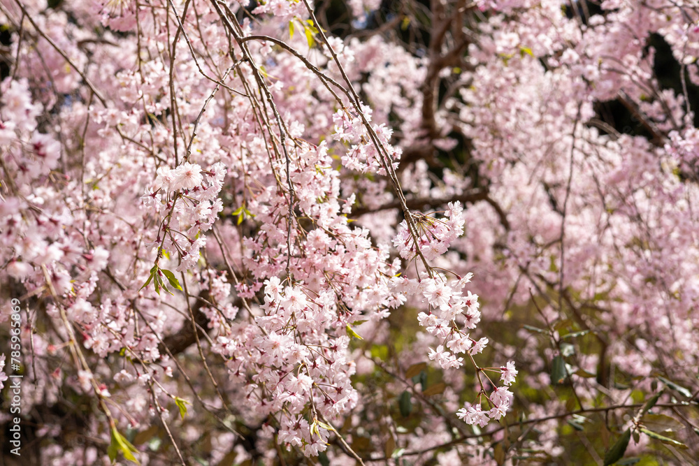 Fototapeta premium 春の陽射しを浴びる満開の桜