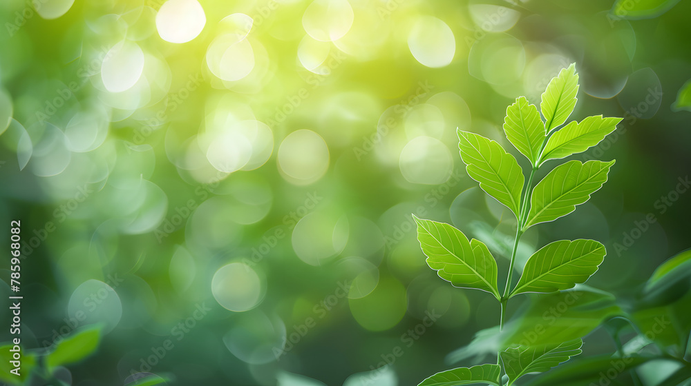 Green leaf for nature on blurred background with beautiful bokeh and copy space for text. Green leaf for nature on blurred background with beautiful bokeh and copy space for text.