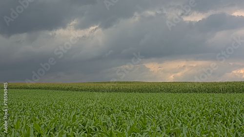 Farmland with potato corn fields under a cloudy summer evening sky in Flanders  Belgiumm 