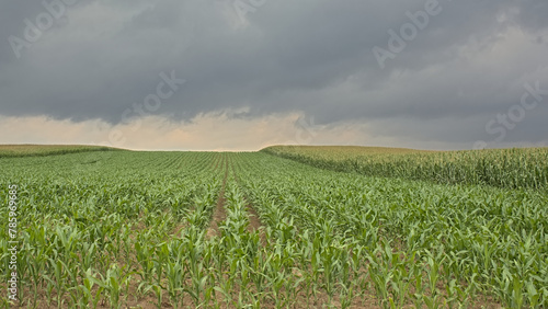 Corn fields under dark clouds in the Flemish countryside.