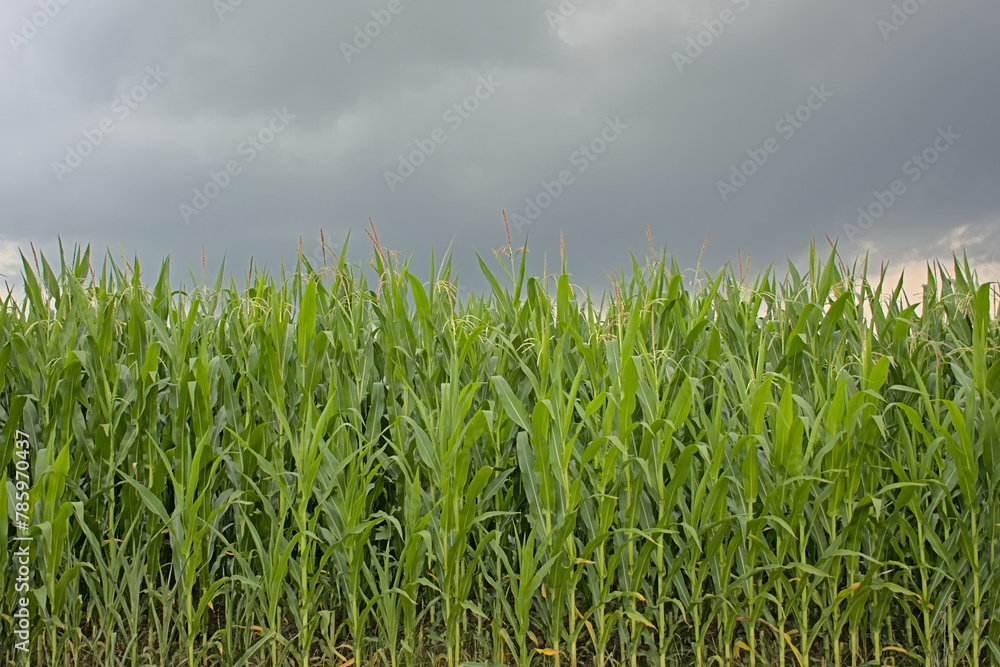 Fototapeta premium Corn plants in a field under a cloudy summer evening sky in Flanders, Belgium
