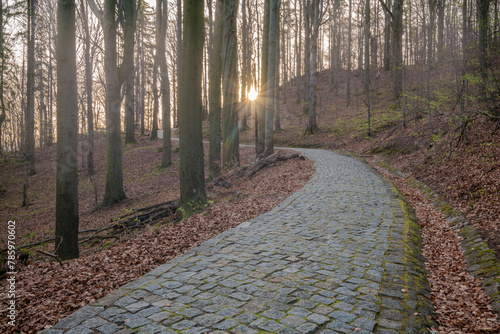 Paved hiking trail in mountain forest at sunrise © Mike Mareen