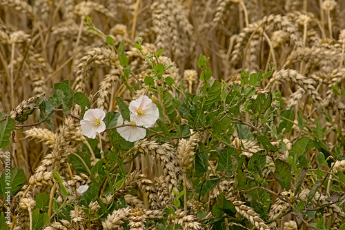 Ripe wheat plants and field bindnweed flowers. photo