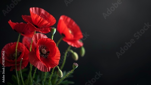 Symbolic red poppies tribute on black background, honoring remembrance day, armistice day, anzac day © Andrei