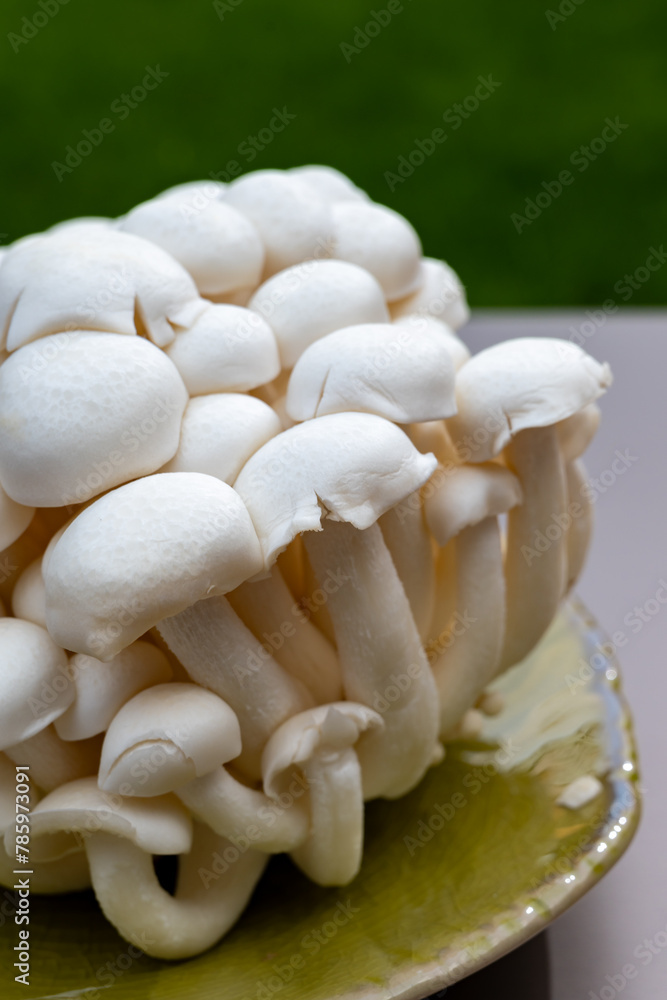 White and brown shimeji edible mushrooms native to East Asia, buna-shimeji is widely cultivated and rich umami tasting compounds White and brown shimeji edible mushrooms native to East Asia, buna-shimeji is widely cultivated and rich umami tasting compounds