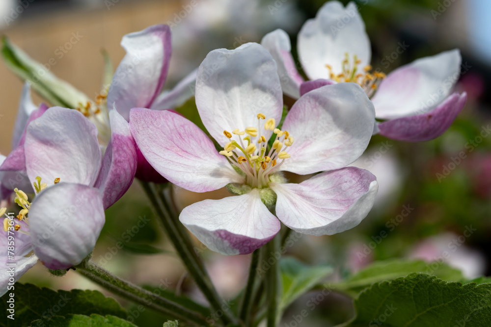 Spring pink blossom of apple trees in orchard, fruit region Haspengouw in Belgium, close up Spring pink blossom of apple trees in orchard, fruit region Haspengouw in Belgium, close up