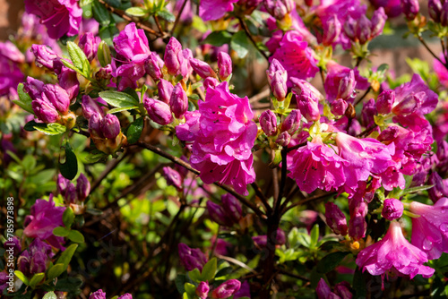 Pink blossom of rhododendron azalea flowers in spring garden