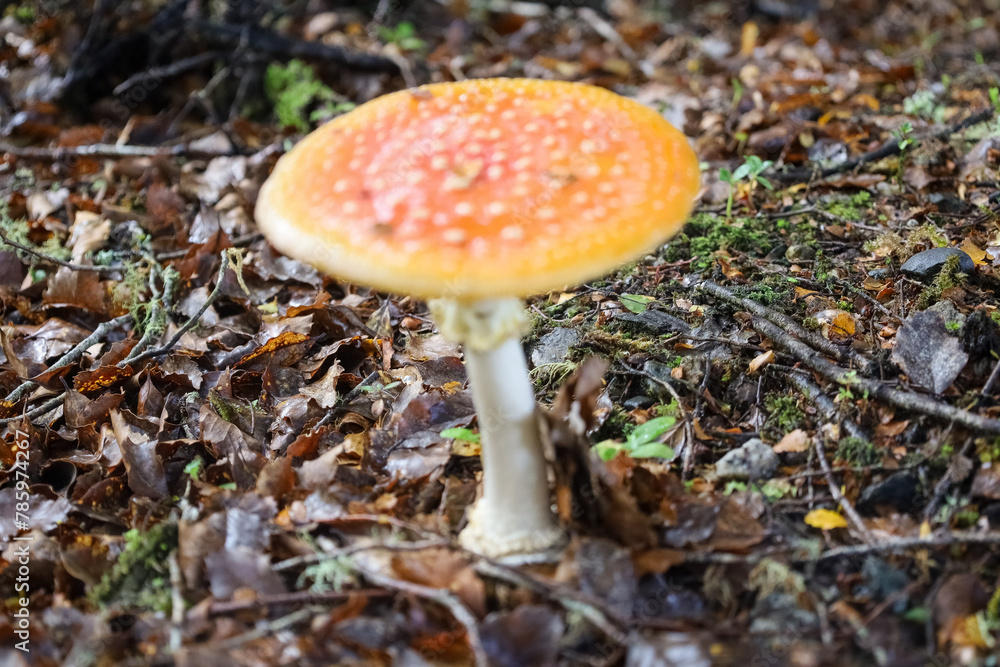 Wilder Fliegenpilz seh nah im Wald Wilder Fliegenpilz seh nah im Wald