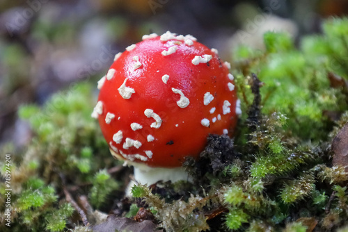 Wilder Fliegenpilz seh nah im Wald