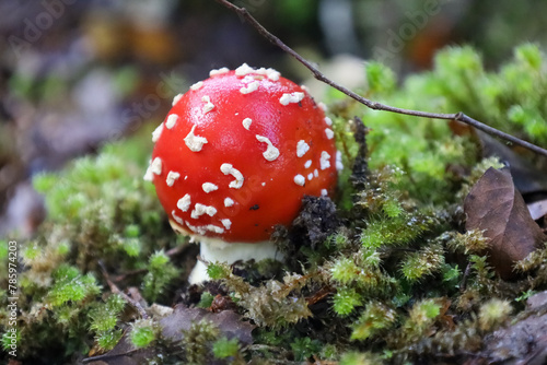 Wilder Fliegenpilz seh nah im Wald photo