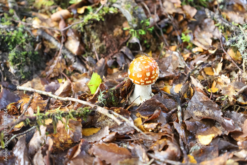 Wilder Fliegenpilz seh nah im Wald photo