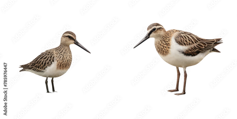 Fototapeta premium set of stork isolated on transparent background