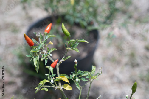Chili cultivation
