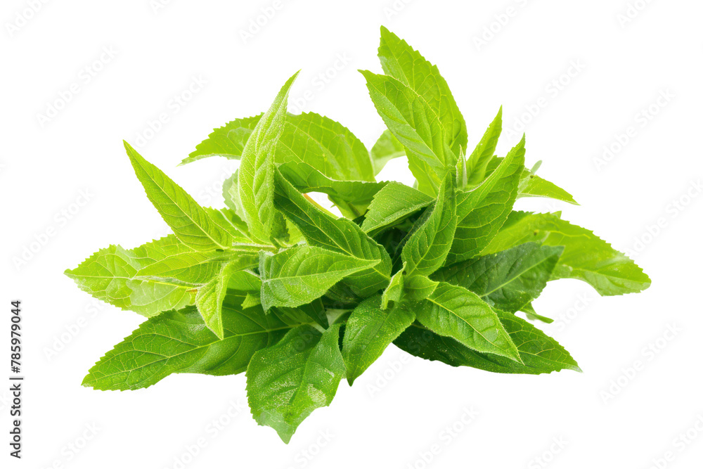 fresh lemon verbena
.isolated on white background fresh lemon verbena
.isolated on white background