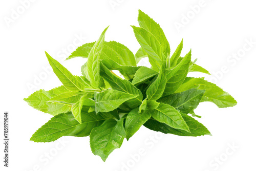 fresh lemon verbena
.isolated on white background