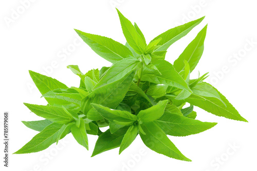 fresh lemon verbena
.isolated on white background
