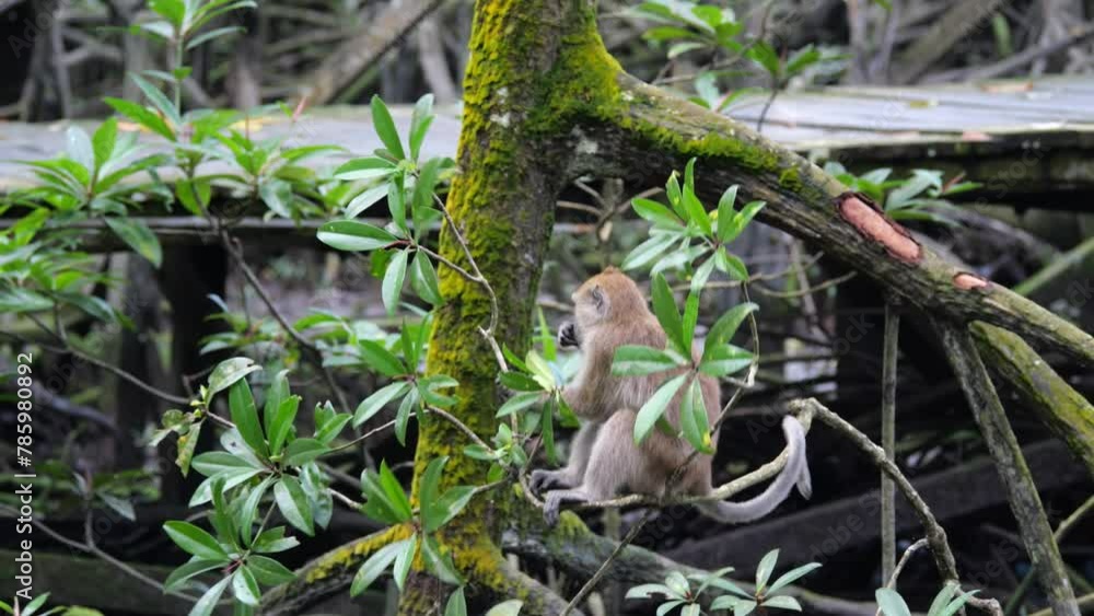 Macaca fascicularis at mangrove forest.
Macaca fascicularis at mangrove forest.