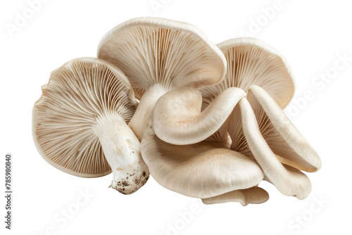 Oyster mushrooms .isolated on white background