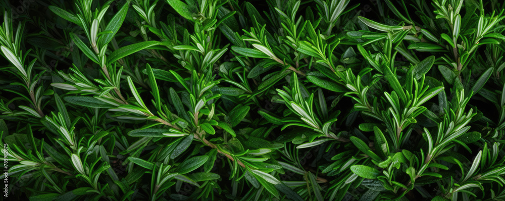 Vibrant green rosemary herb closeup Vibrant green rosemary herb closeup