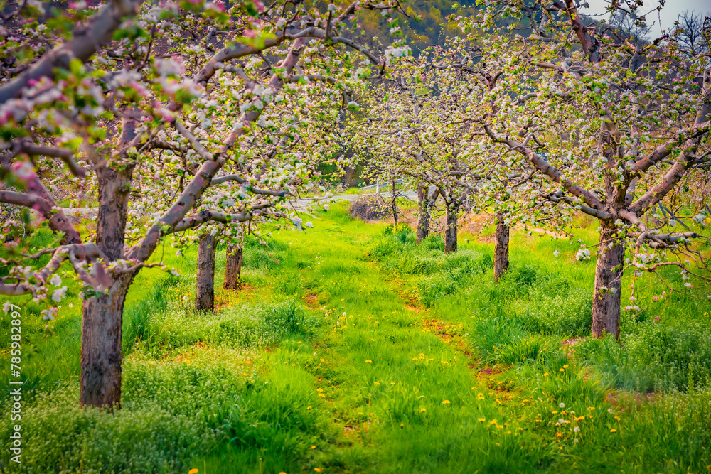 Naklejka premium Beautiful spring scenery. Apple trees garden in outskirts of Bitola town. Colorful morning scene of North Macedonia. Beauty of nature concept background.