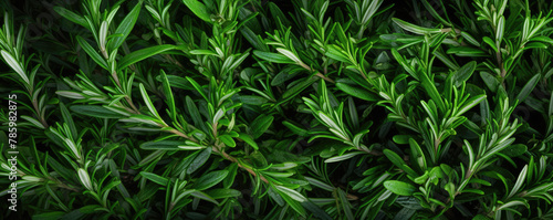 Vibrant green rosemary herb closeup