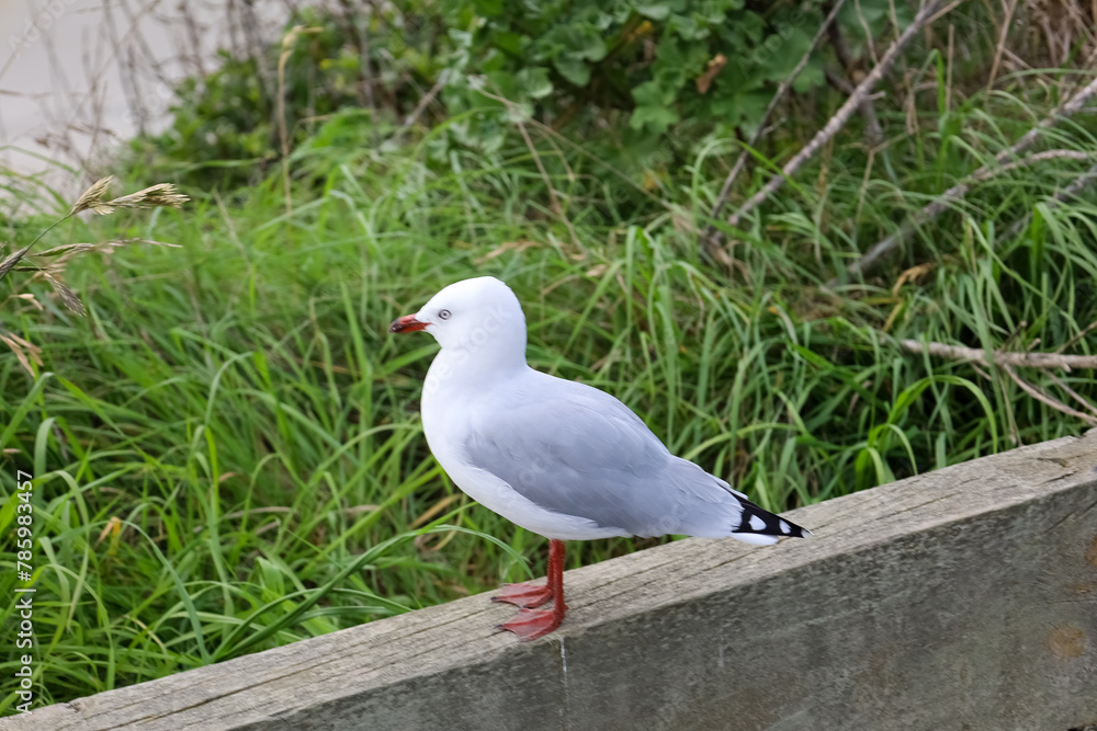 Möve in Nahaufnahme auf einer Mauer am Strand Möve in Nahaufnahme auf einer Mauer am Strand