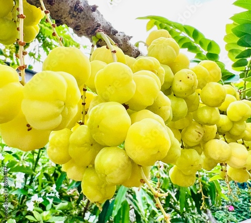 Fotografie bunch of grapes