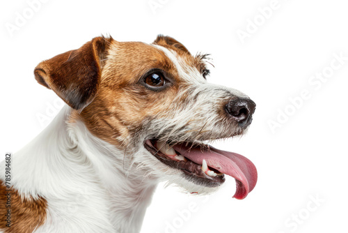 Portrait hungry dog licking its lips with tongue out. .isolated on white background