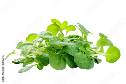 salad plant
.isolated on white background