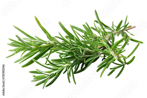 Rosemary fresh green leaves .isolated on white background