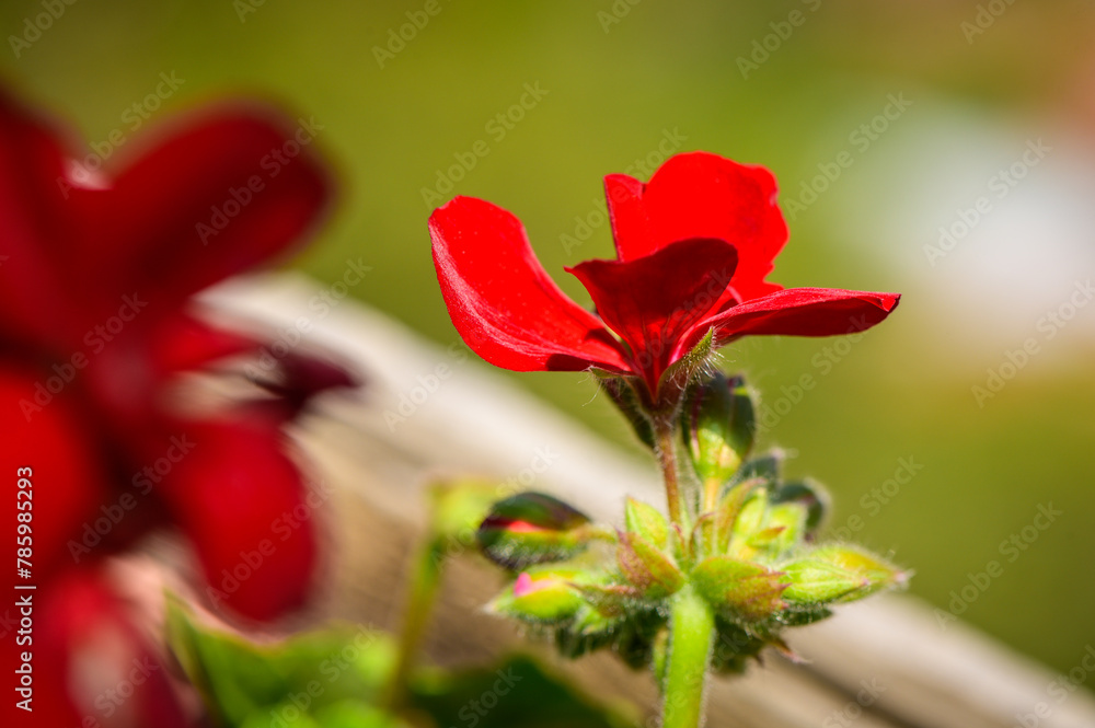 Close up of a flower head on a red rose flowered Geranium growing in a garden.