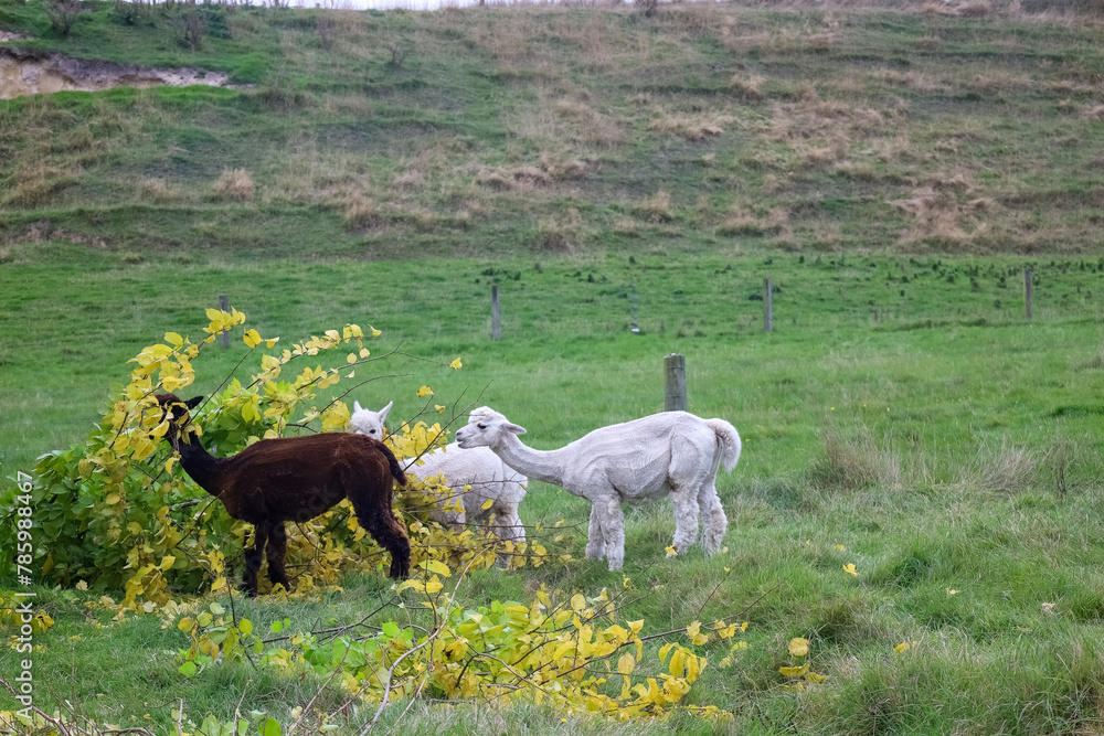 Naklejka premium Alpakas in Nahaufnahme